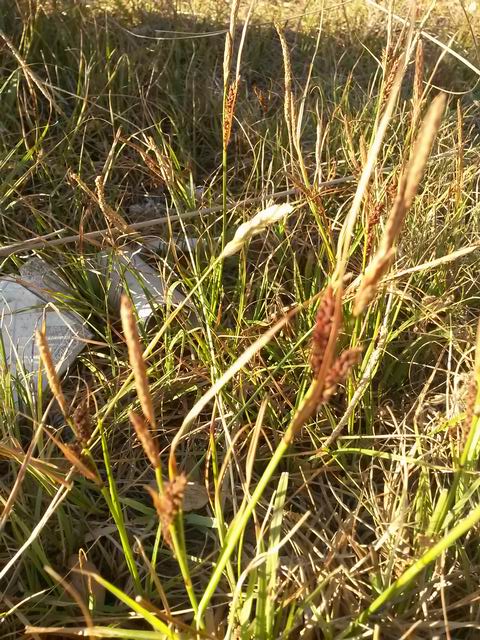 Carex cfr. flacca